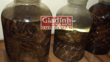 Rùng rợn thú "độ tửu" bằng bào thai hổ - 1