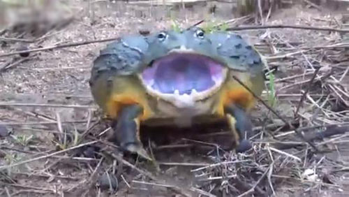 Video: Phát hiện ếch “quái vật” - 1