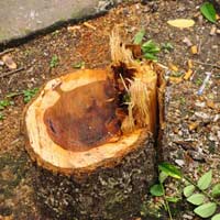 Tin tức trong ngày - Bắt nhóm đốn hạ sưa đỏ ở Hà Nội