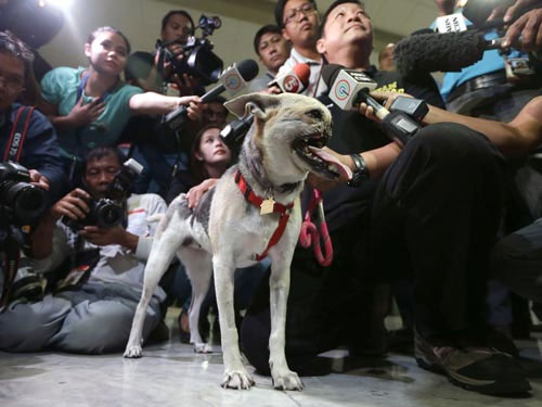 Cô chó mất nửa khuôn mặt trở về Philippines - 2