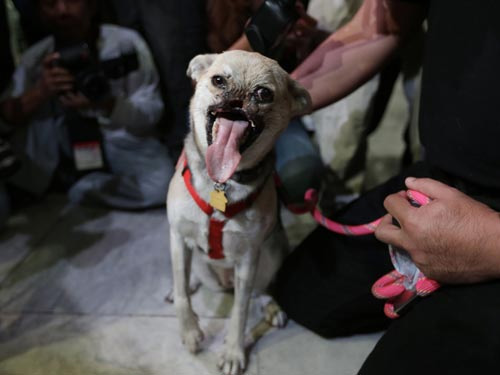 Cô chó mất nửa khuôn mặt trở về Philippines - 4