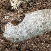 Tin tức trong ngày - Anh: Rửa bom chưa nổ trong nhà bếp