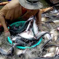 Thị trường - Tiêu dùng - Rà soát từng mặt hàng nông sản để gỡ khó