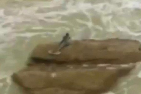 Video gây tranh cãi về "ẩn số" người cá - 1