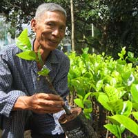 Thị trường - Tiêu dùng - Nhà vườn đổ xô mua cây giống đặc sản