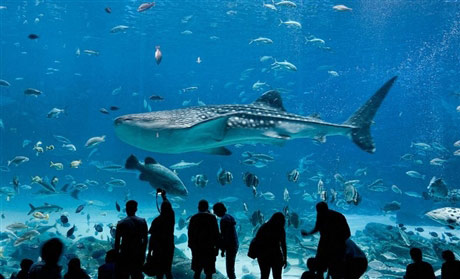'Lạc' vào bể cá lớn nhất thế giới - 1