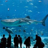 'Lạc' vào bể cá lớn nhất thế giới