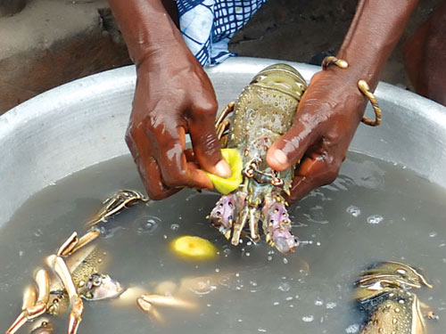 Sinh bệnh vì tôm cua giá rẻ - 1