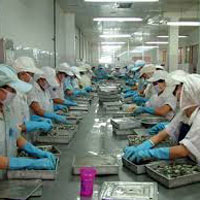 Thị trường - Tiêu dùng - Mỹ sang thẩm tra DN tôm Việt Nam