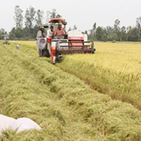 Thị trường - Tiêu dùng - Thủ tướng phê duyệt Đề án tái cơ cấu nông nghiệp