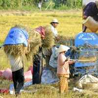 Thị trường - Tiêu dùng - Quanh việc mua 1 triệu tấn gạo cứu nông dân