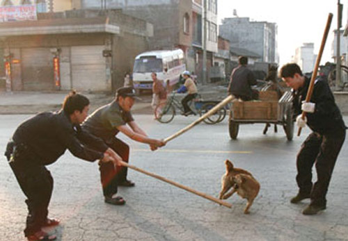 Bắc Kinh mở chiến dịch truy quét chó to - 2