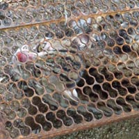 Tin tức trong ngày - Dân bẫy được mèo rừng quý hiếm