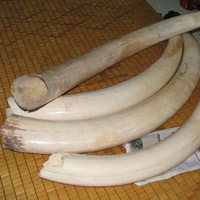 Tin tức trong ngày - Người Việt sở hữu ngà voi niên đại 19.000 năm