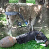 Phi thường - kỳ quặc - Động vật bị mắc kẹt kỳ lạ