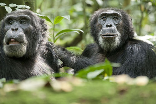 Trailer phim: Chimpanzee - 2