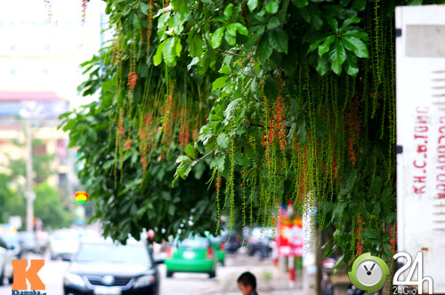 Hoa lộc vừng khoe sắc đỏ giữa hè - 14
