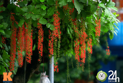 Hoa lộc vừng khoe sắc đỏ giữa hè - 13