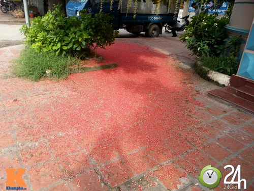Hoa lộc vừng khoe sắc đỏ giữa hè - 16