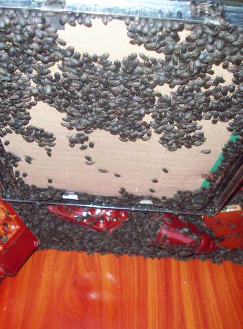 Khảo sát “nạn” bọ đậu đen bao vây nhà dân - 2