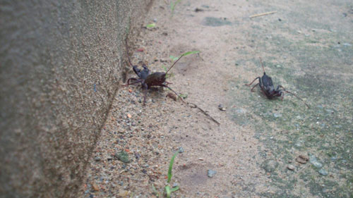 Khảo sát “nạn” bọ đậu đen bao vây nhà dân - 3