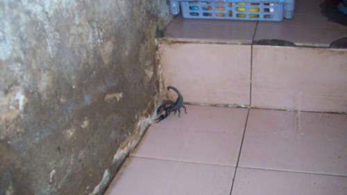 Khảo sát “nạn” bọ đậu đen bao vây nhà dân - 4