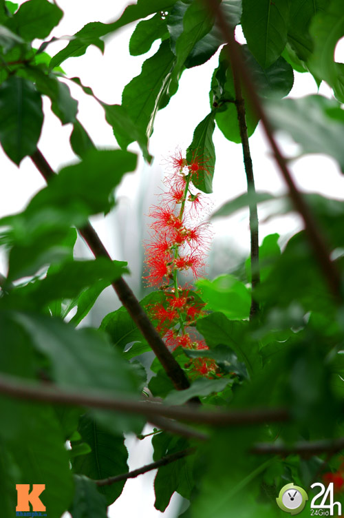 Hoa lộc vừng khoe sắc đỏ giữa hè - 2