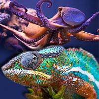 Phi thường - kỳ quặc - Video: Động vật biến sắc kì tài