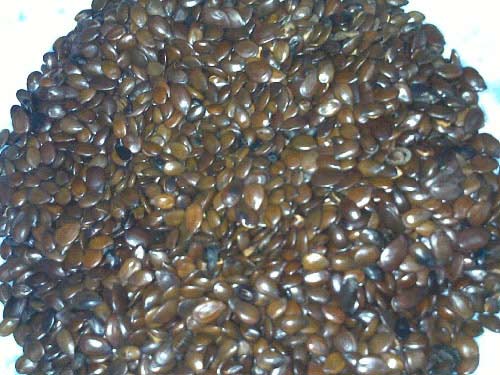 Ăn cá không phải lúc nào cũng "dễ nuốt" - 2