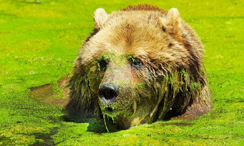 Ảnh đẹp: Vịt đuổi diệc xanh chạy té khói - 10