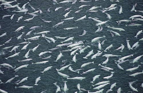 Ảnh đẹp: Vịt đuổi diệc xanh chạy té khói - 11