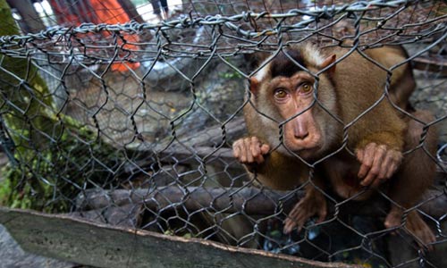 Ảnh đẹp: Vịt đuổi diệc xanh chạy té khói - 12