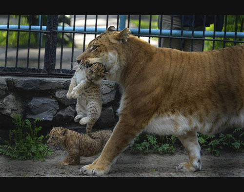 Ảnh đẹp: Vịt đuổi diệc xanh chạy té khói - 8