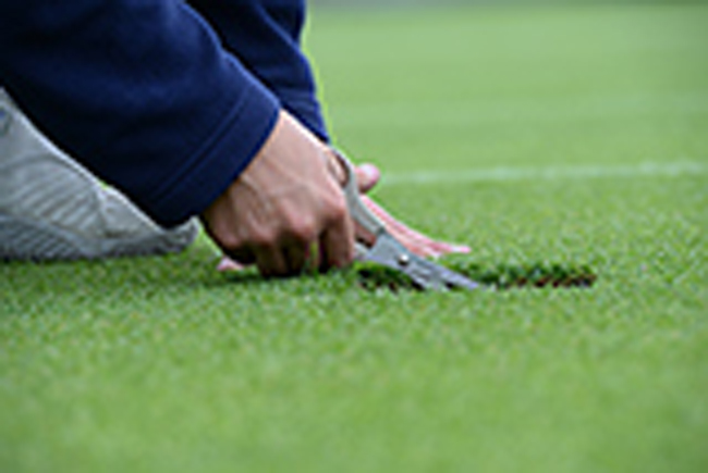 Chăm sóc từng ngọn cỏ là công việc đặc biệt mỗi khi Wimbledon diễn ra.