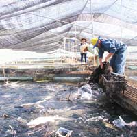 Thị trường - Tiêu dùng - 'Rửa' cá tầm nhập lậu từ Trung Quốc