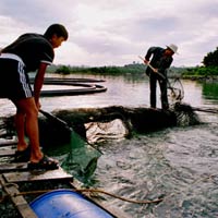 Thị trường - Tiêu dùng - Thực hư chuyện cá tầm 'bay' lậu vào VN