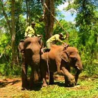 Tin tức trong ngày - Nài voi, nghề "độc" nguy cơ thất truyền