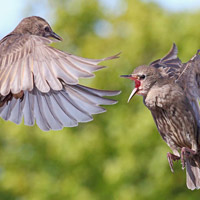 Ảnh đẹp: Chim sáo đánh nhau tranh thức ăn
