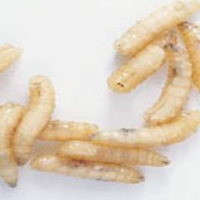 Sức khỏe đời sống - 50 con giòi trong tai trẻ 5 tháng tuổi