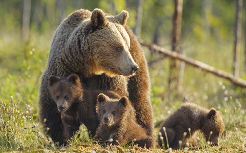 Ảnh đẹp: Chim sáo đánh nhau tranh thức ăn - 3