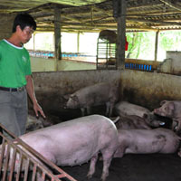 Thị trường - Tiêu dùng - Miền Bắc: Giá lợn tăng, chủ trại vẫn lỗ
