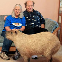 Phi thường - kỳ quặc - Chuột "khổng lồ" được chiều như ông hoàng