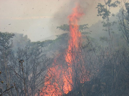 Cháy rừng đặc dụng Nam Hải Vân - 1