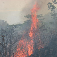 Tin tức trong ngày - Cháy rừng đặc dụng Nam Hải Vân