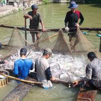 Thị trường - Tiêu dùng - Tiếp tục đòi công bằng cho cá tra