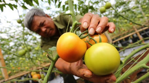 Vì sao người tiêu dùng không chuộng cà chua 3 trái/kg? - 1