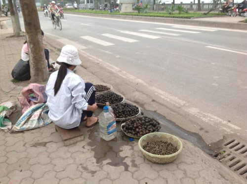 Ốc đồng ‘nhái’ ốc hồ Tây để bán giá cao - 1