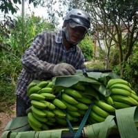 Thị trường - Tiêu dùng - Giá lên cao, nhà vườn chặt chuối non để bán