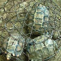 Tin tức trong ngày - Bắt vụ vận chuyển nhiều động vật quý hiếm