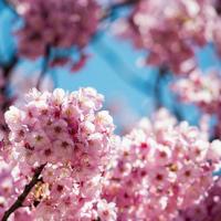 Du lịch - Mùa hoa anh đào nở rực rỡ Nhật Bản
